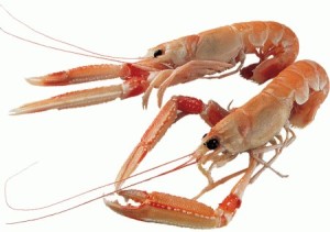 scampi-IMMAGINE